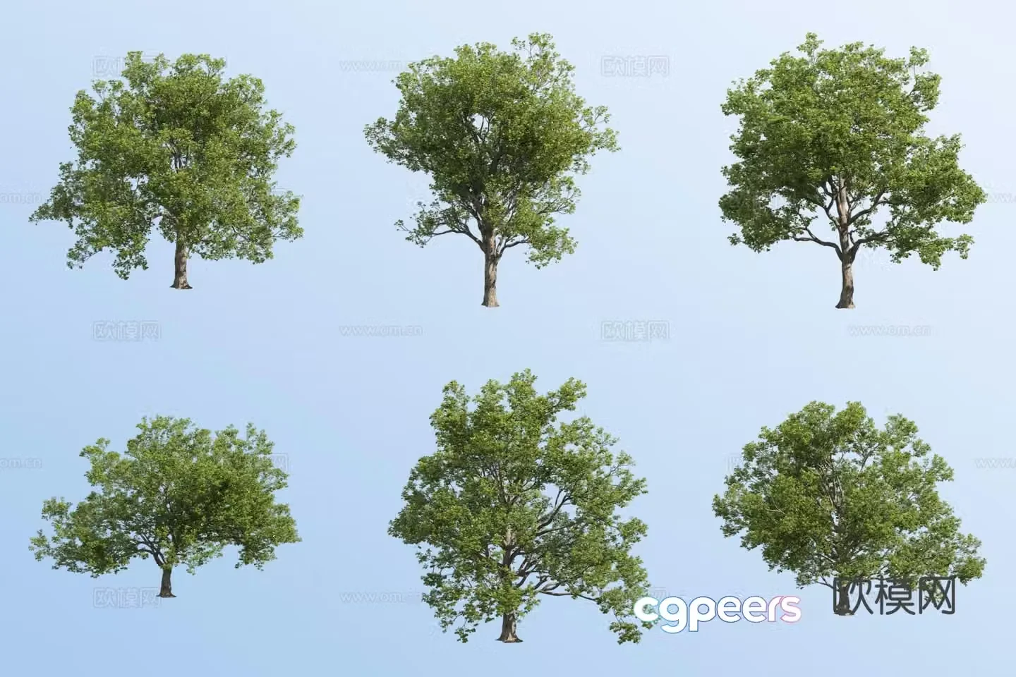Summer oak tree 3d model