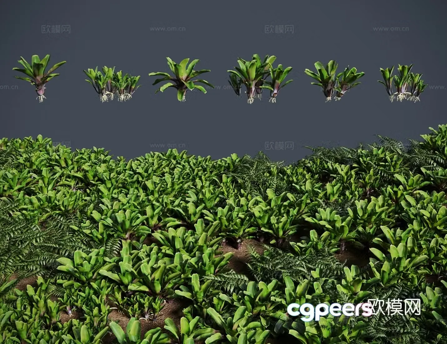 Modern grass lawn waterlogged bromeliad lawn shrub 3d model