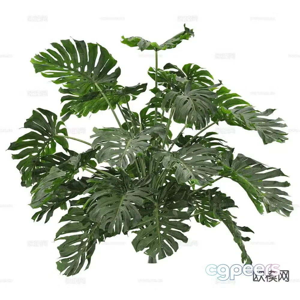 Indoor green plants Monstera grass 3d model