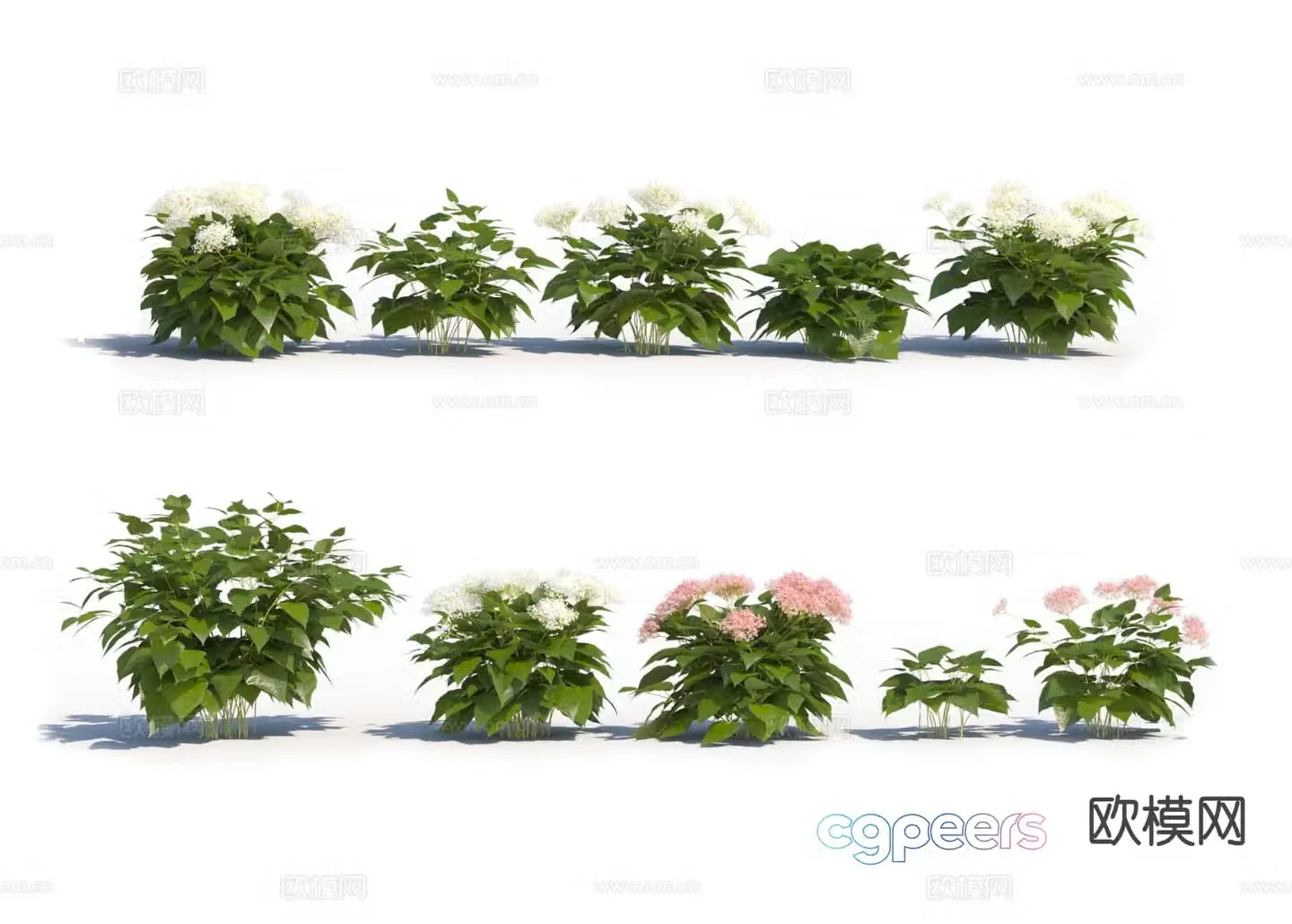 Hydrangea Flower 3D Model