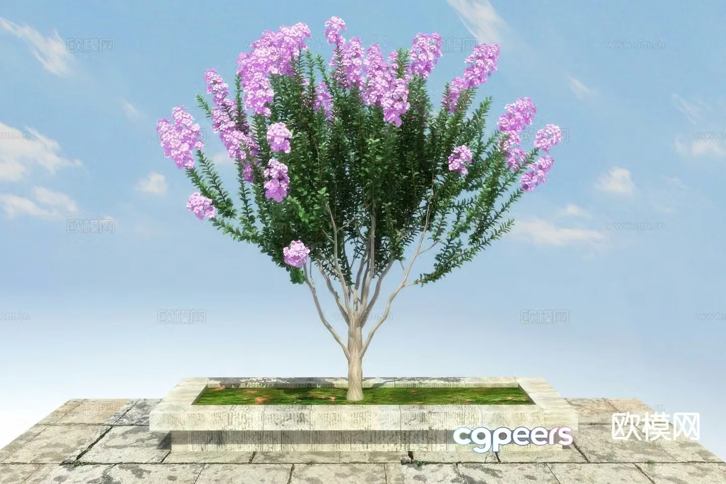 Landscape tree crape myrtle 3d model