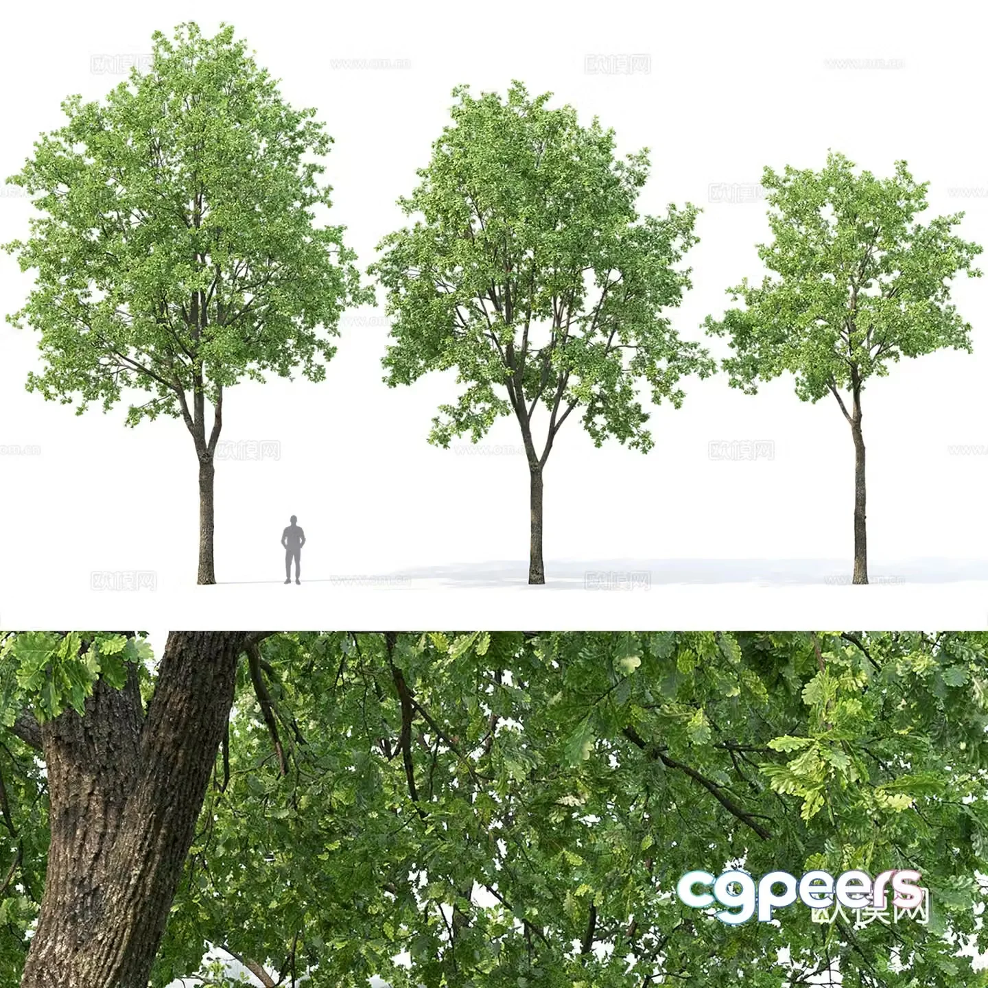 trees oak 3d model