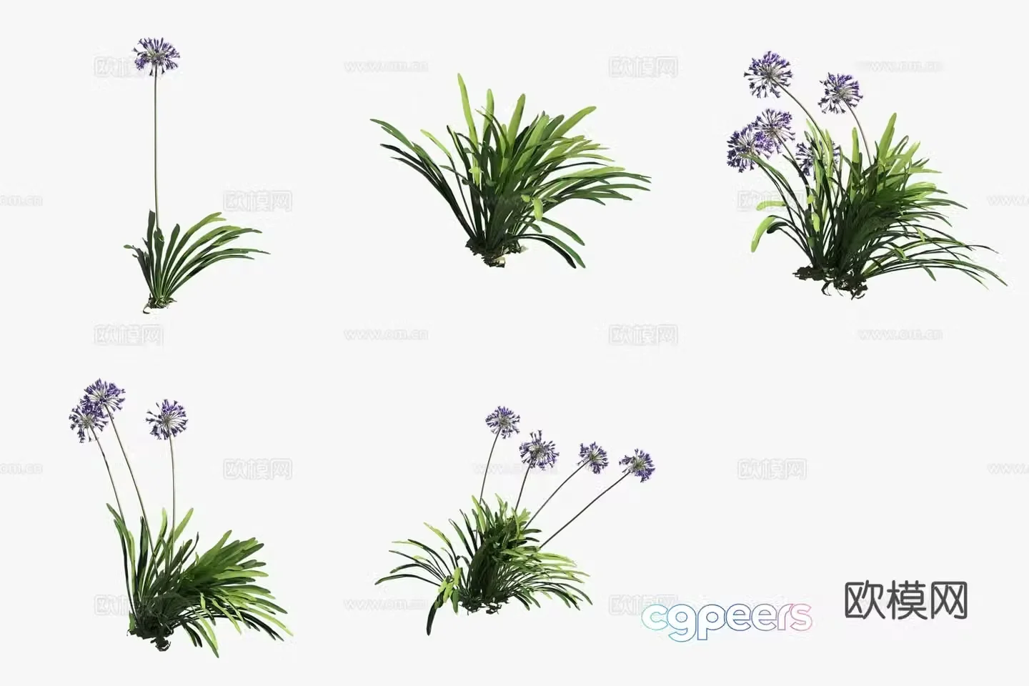 Black Panther African green onion plants 3D model