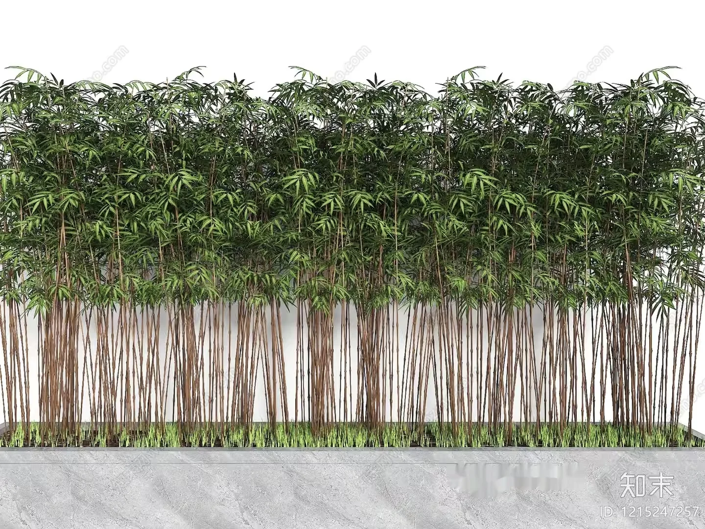 A Bamboo Plant 3D Model – 10635 – VRAY Render