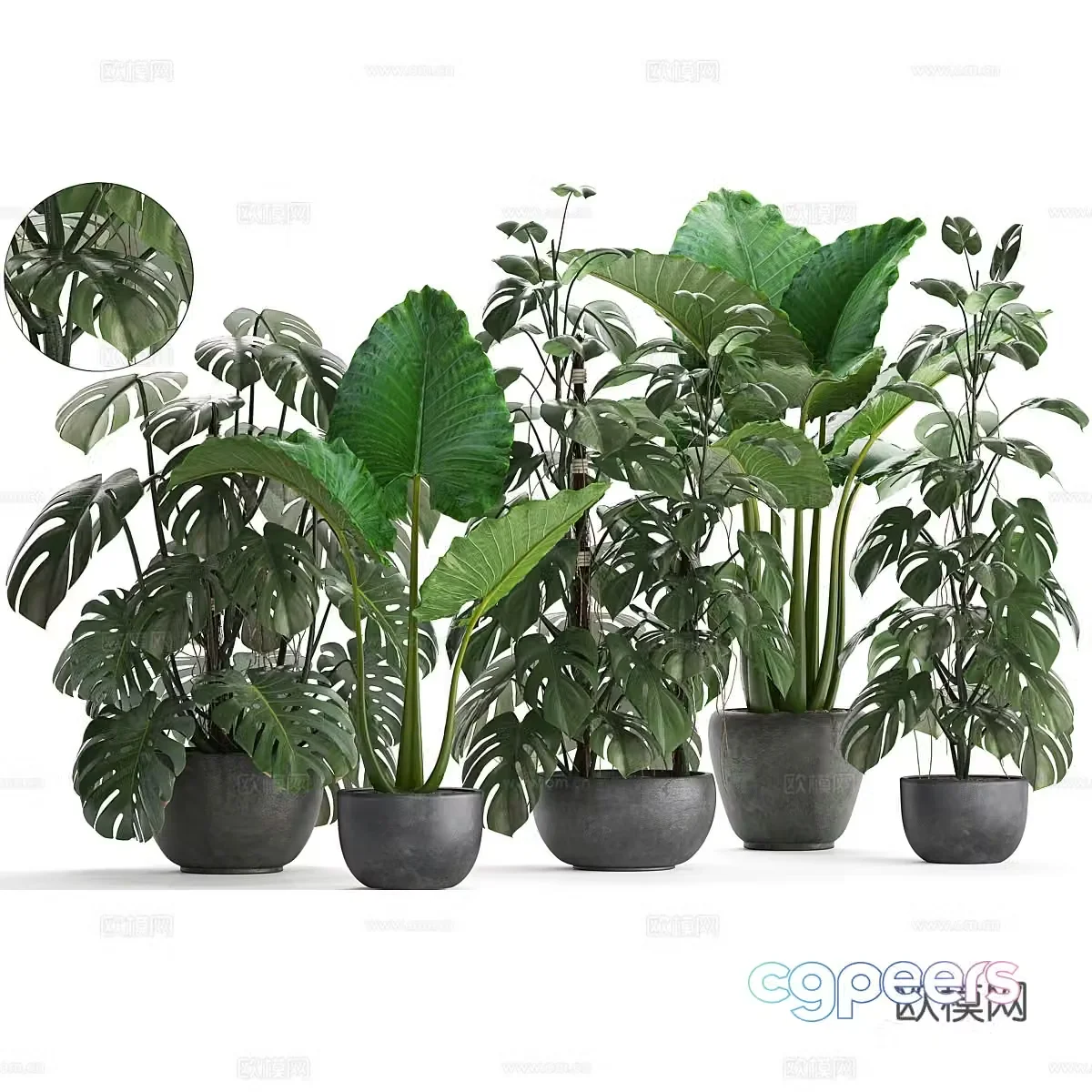 Green plant potted 3D model