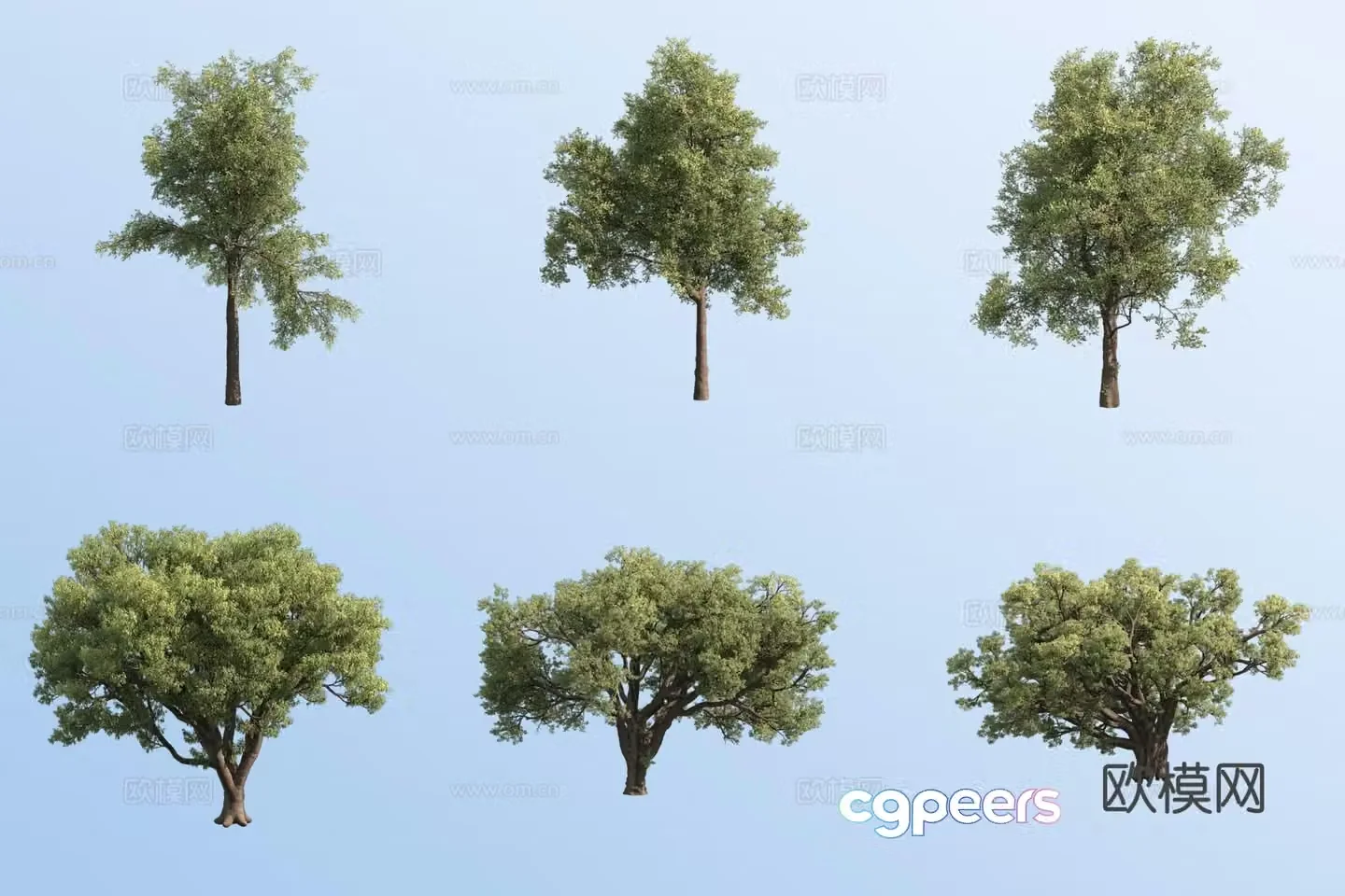 cork oak tree landscape tree 3d model