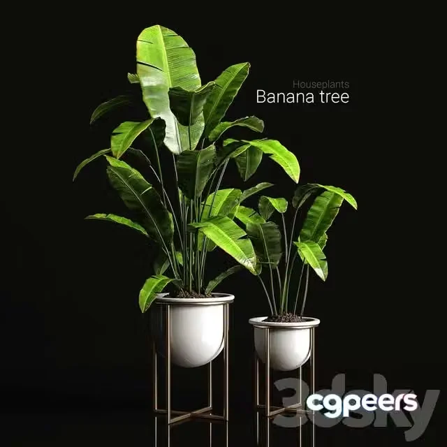 3ds Max Free – Houseplants banana tree