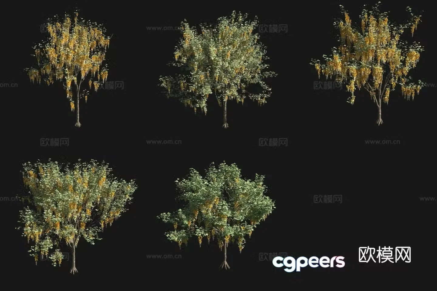 Golden chains shrub flower tree 3d model