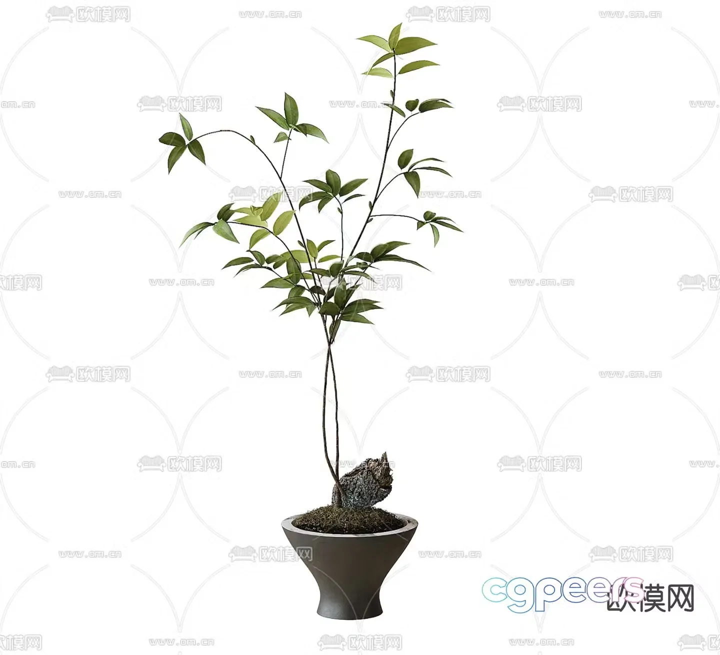 Potted plants Bonsai Green plants 3D model