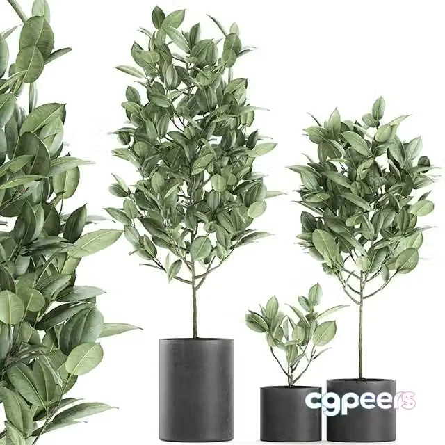 3ds Max Free – A collection of small ornamental trees in concrete black pots with ficus elastic handles. Set 609