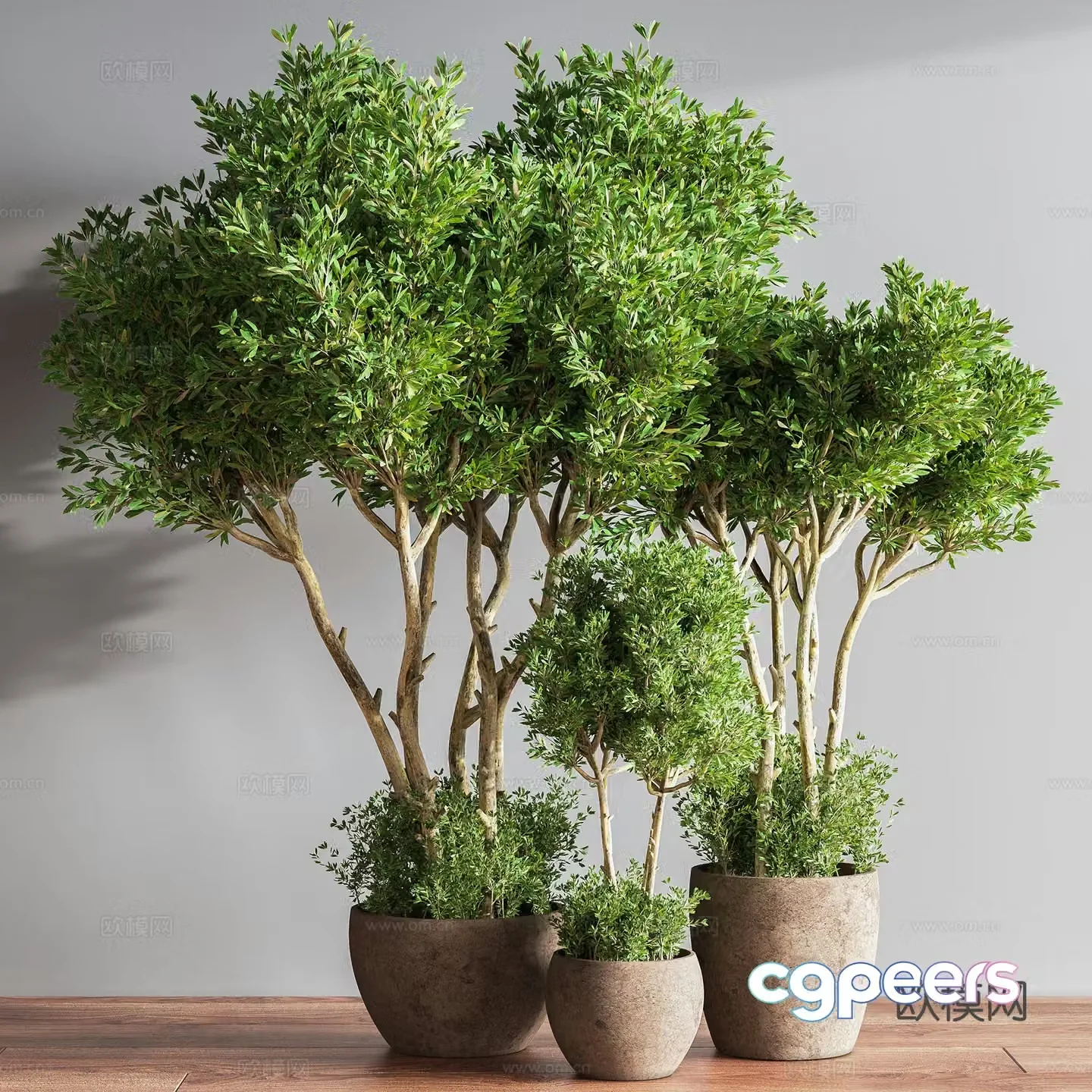 indoor potted plants bonsai green plants 3d model