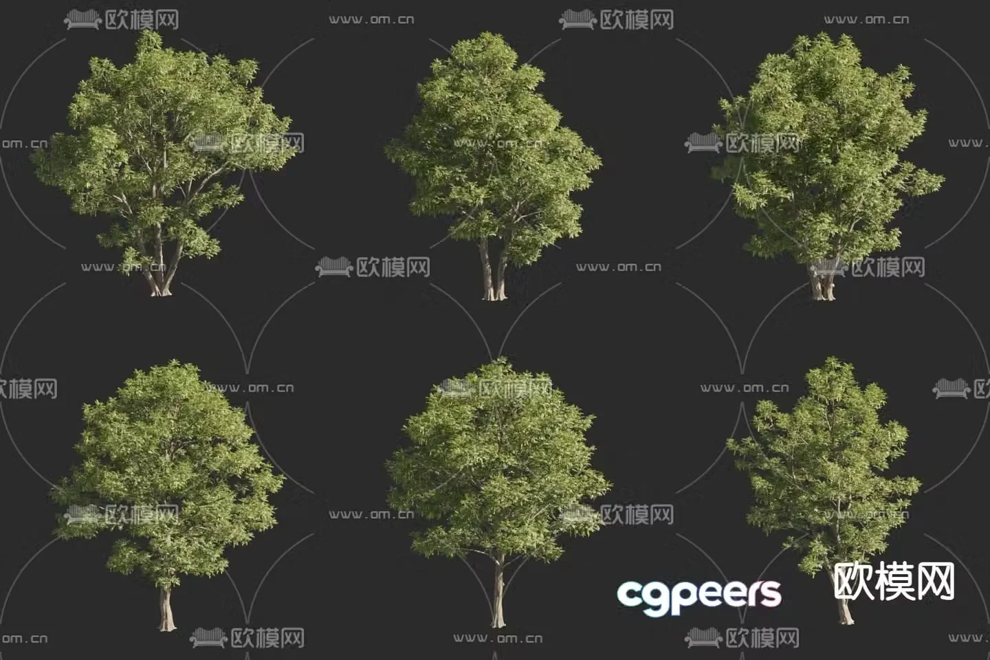 Caucasian maple poplar ash leaves maple poplar landscape tree big tree 3D model