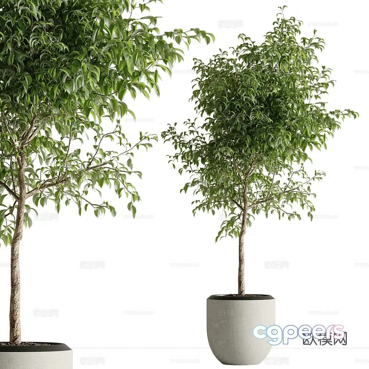Green plant potted 3D model