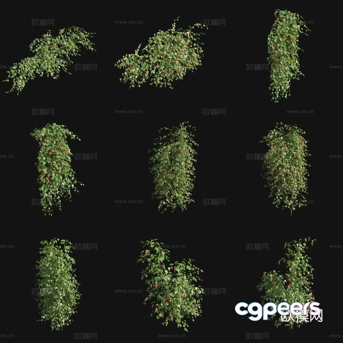 Red calyx amaranth flower climbing vine vine 3d model