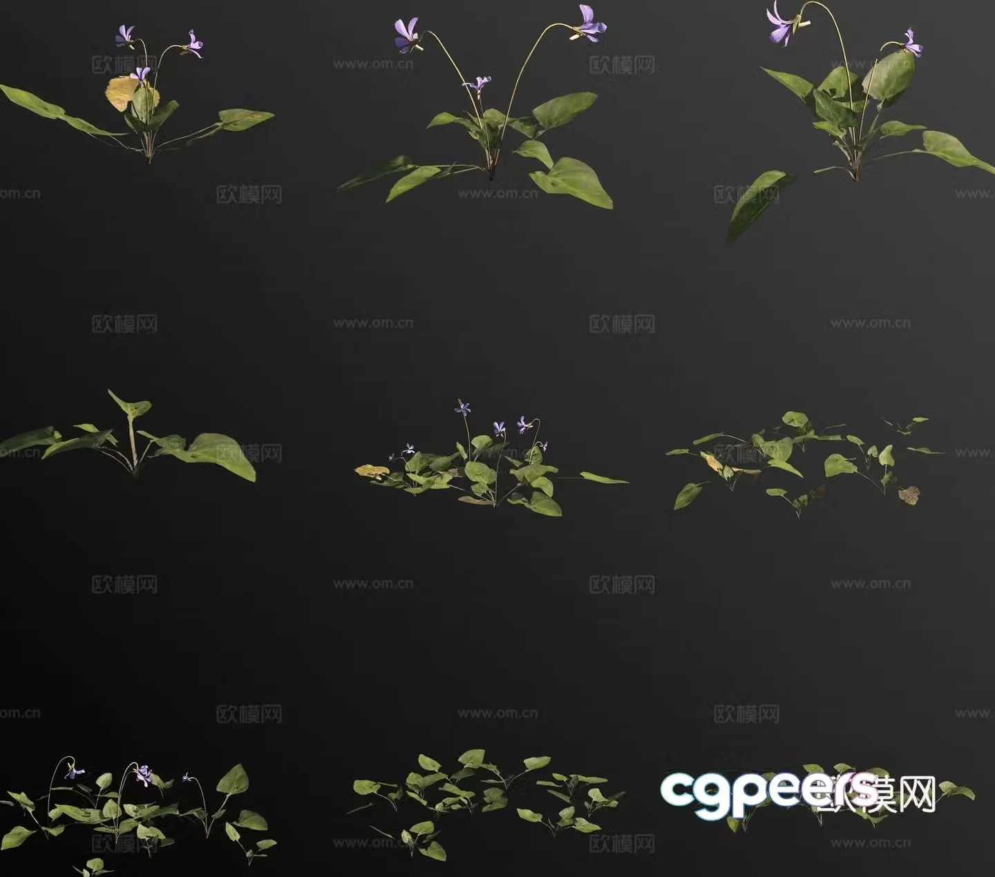 Long-calyx Viola grass flower 3d model
