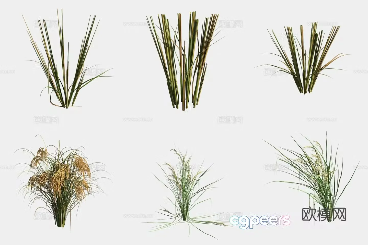 Rice crop crop 3d model