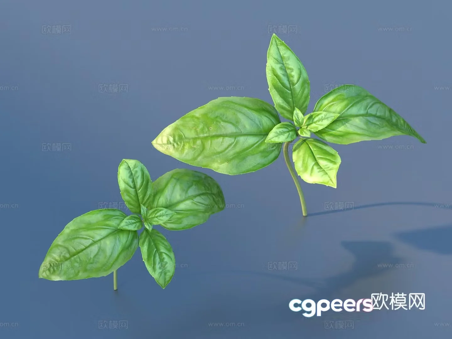 vegetables vegetables leaves food 3d model