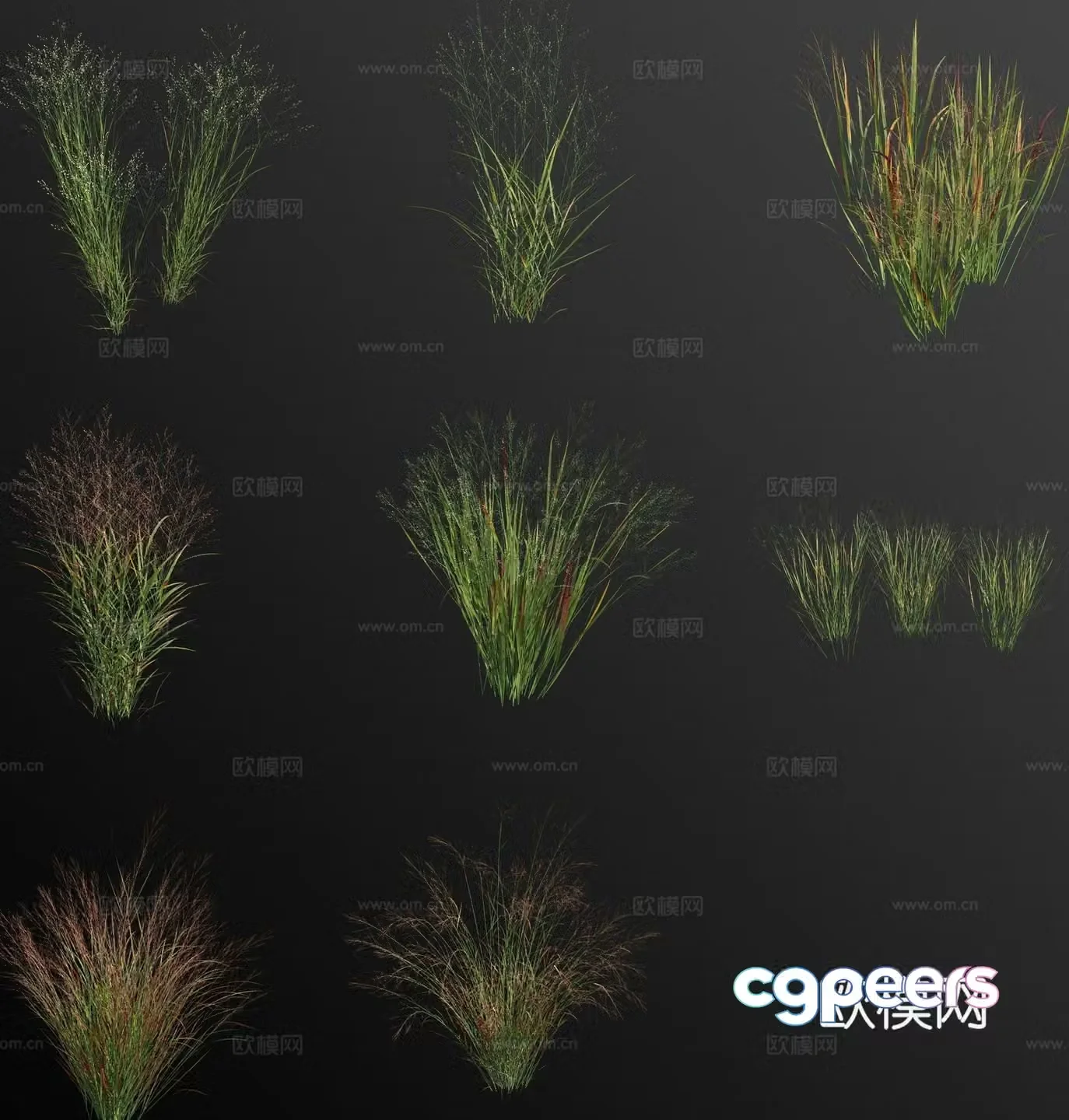 switchgrass flower 3d model
