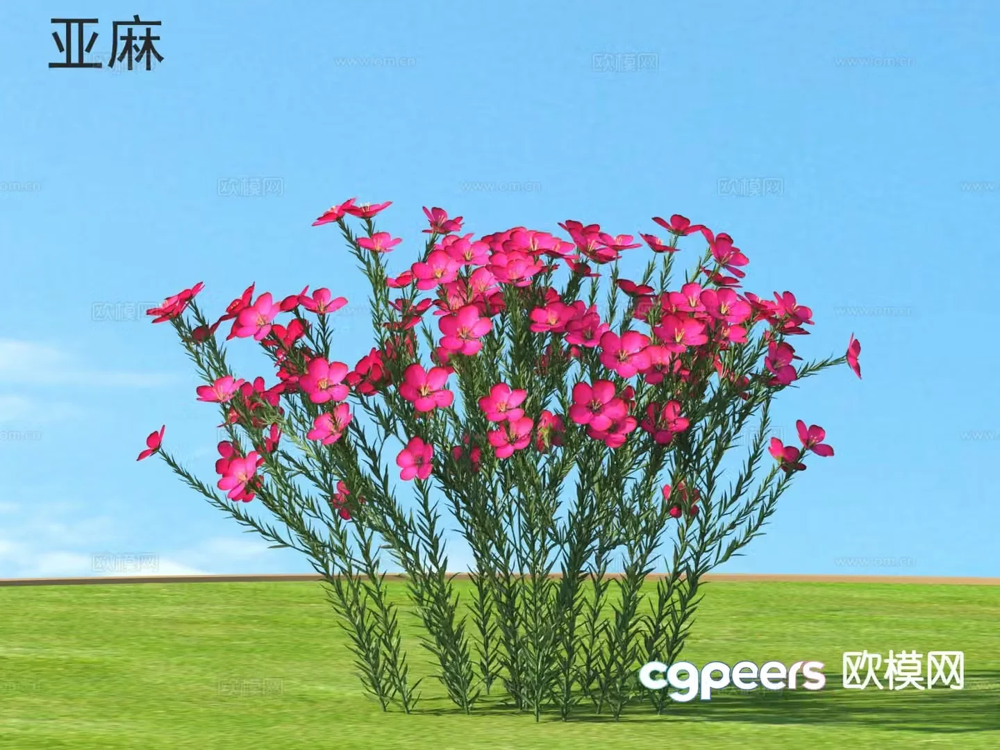 Flowers and plants Flax 3D model