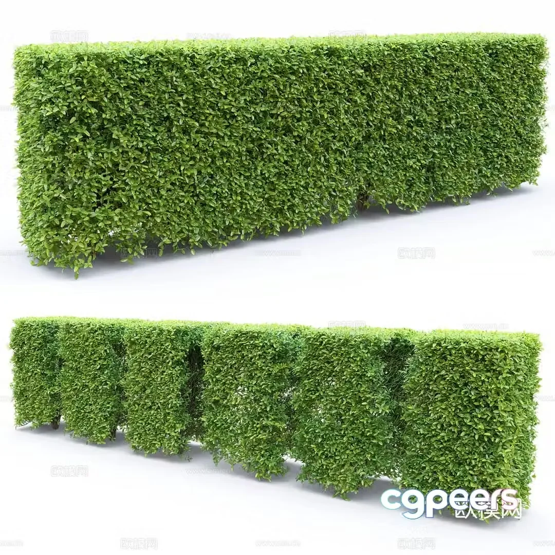 Ligustrum plant 3d model