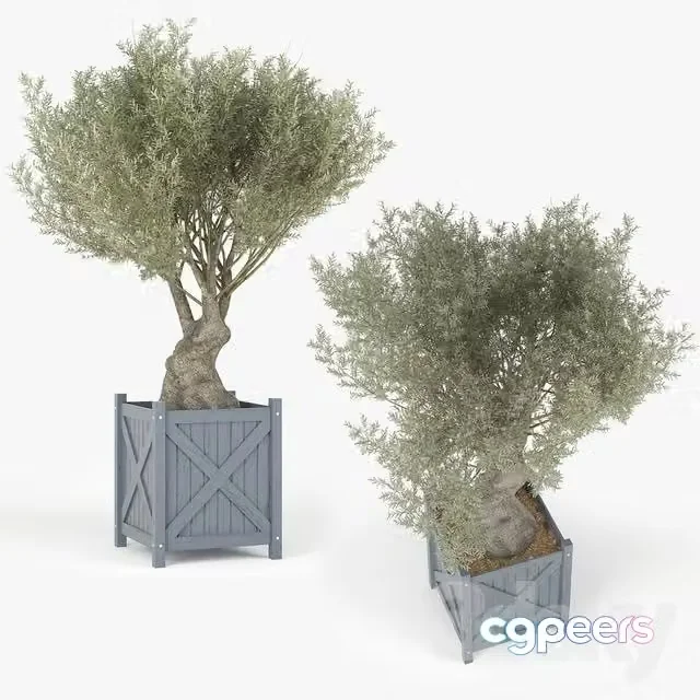 3ds Max Free – Olea europaea