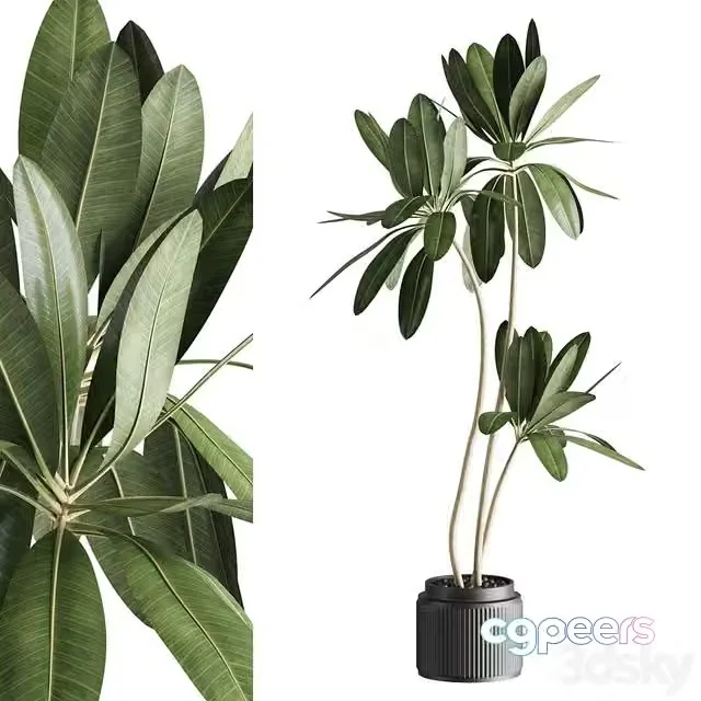 3ds Max Free – Ficus 001