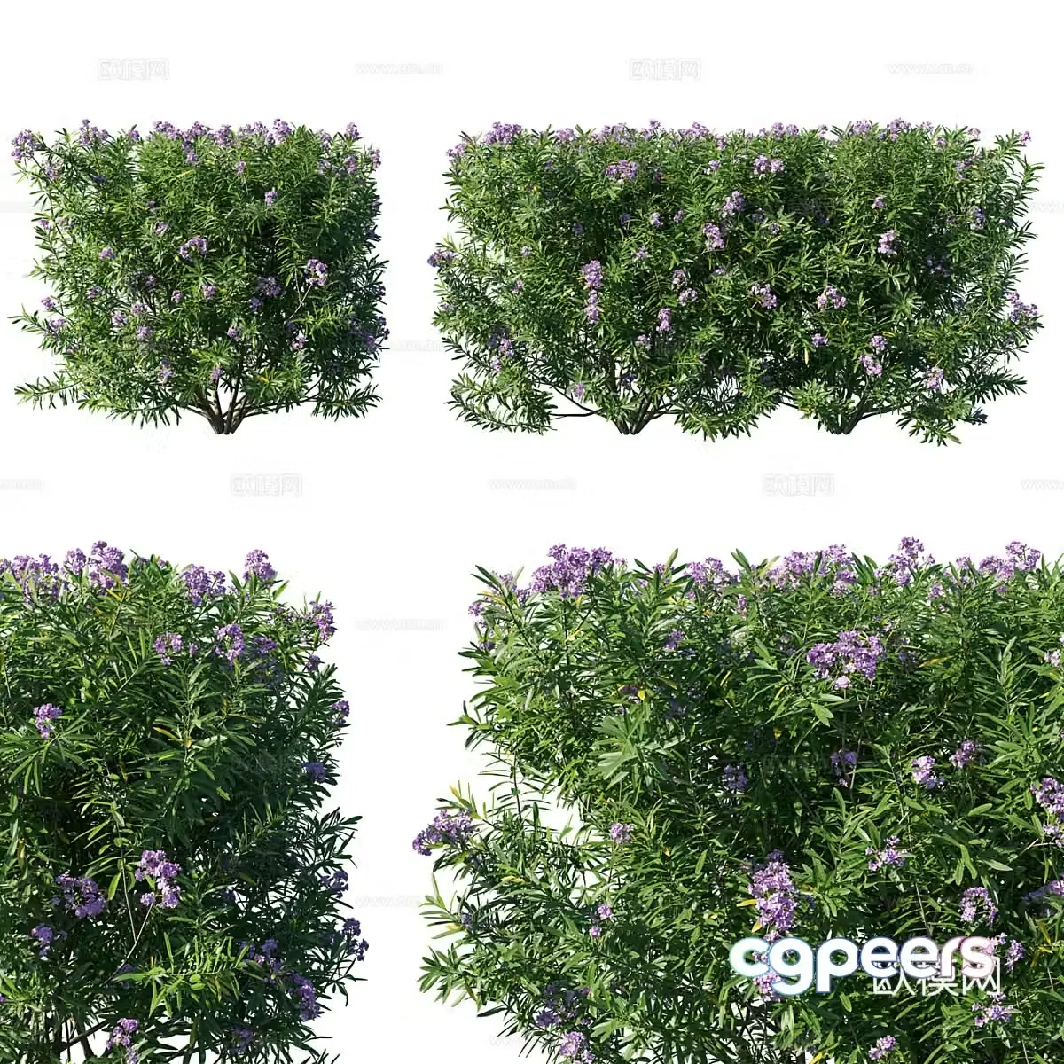 Oleander Plant 3D Model