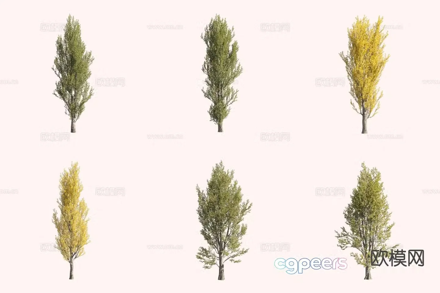 Black poplar tree landscape tree 3d model