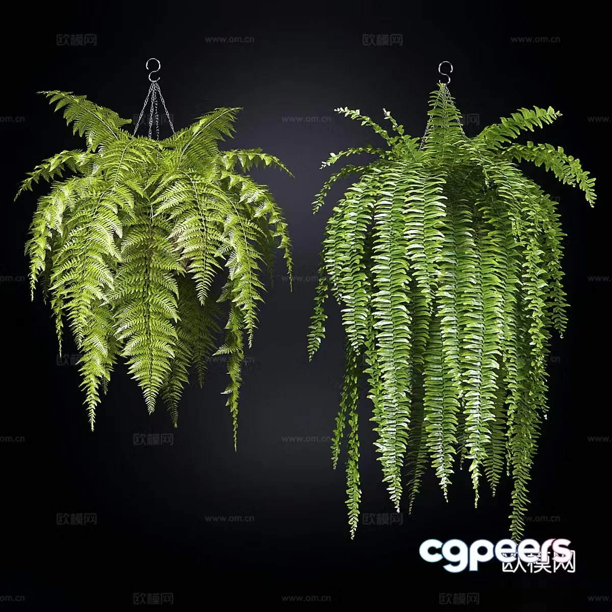 Hanging plant 3d model