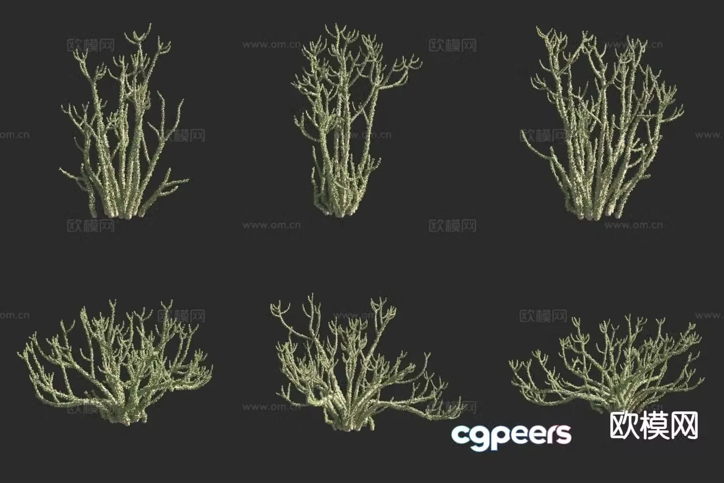 Purslane plant 3d model