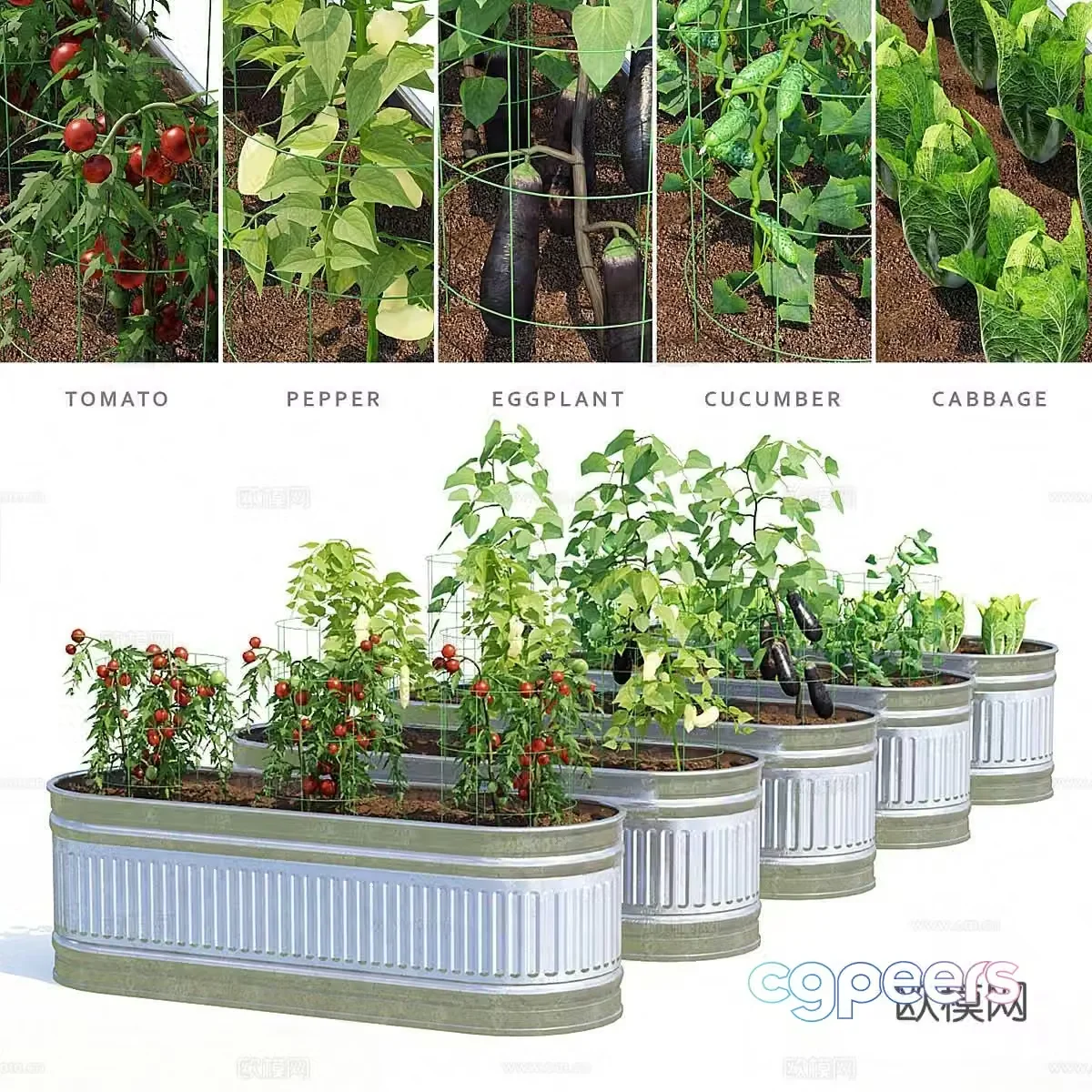 Modern vegetable garden plants vegetable farming crops 3d model