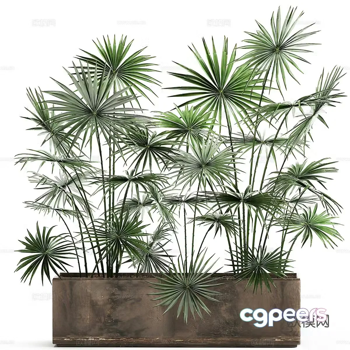 Green plant potted 3D model