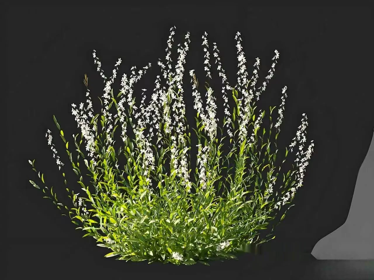 A 3D Rendering Of A Plant With White Flowers 3D Model – 14935 – VRAY Render