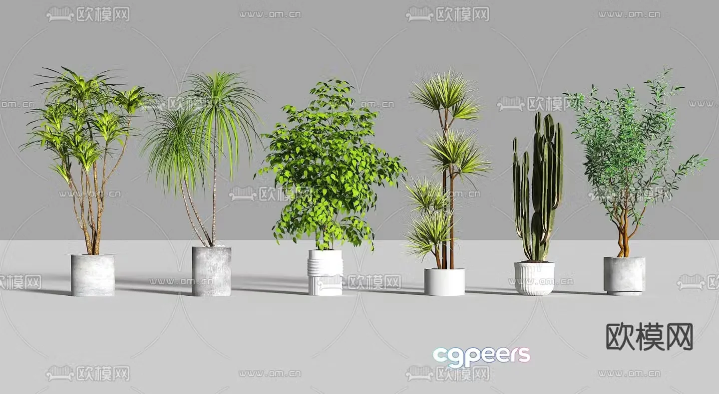 Modern potted plants Cactus 3d model