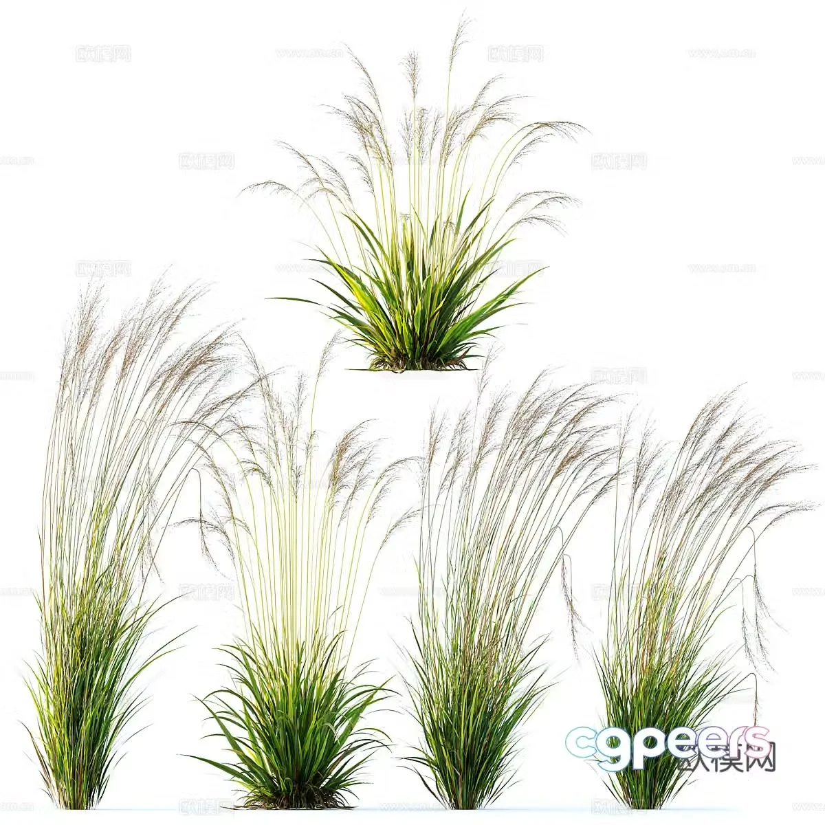 3d model of bush