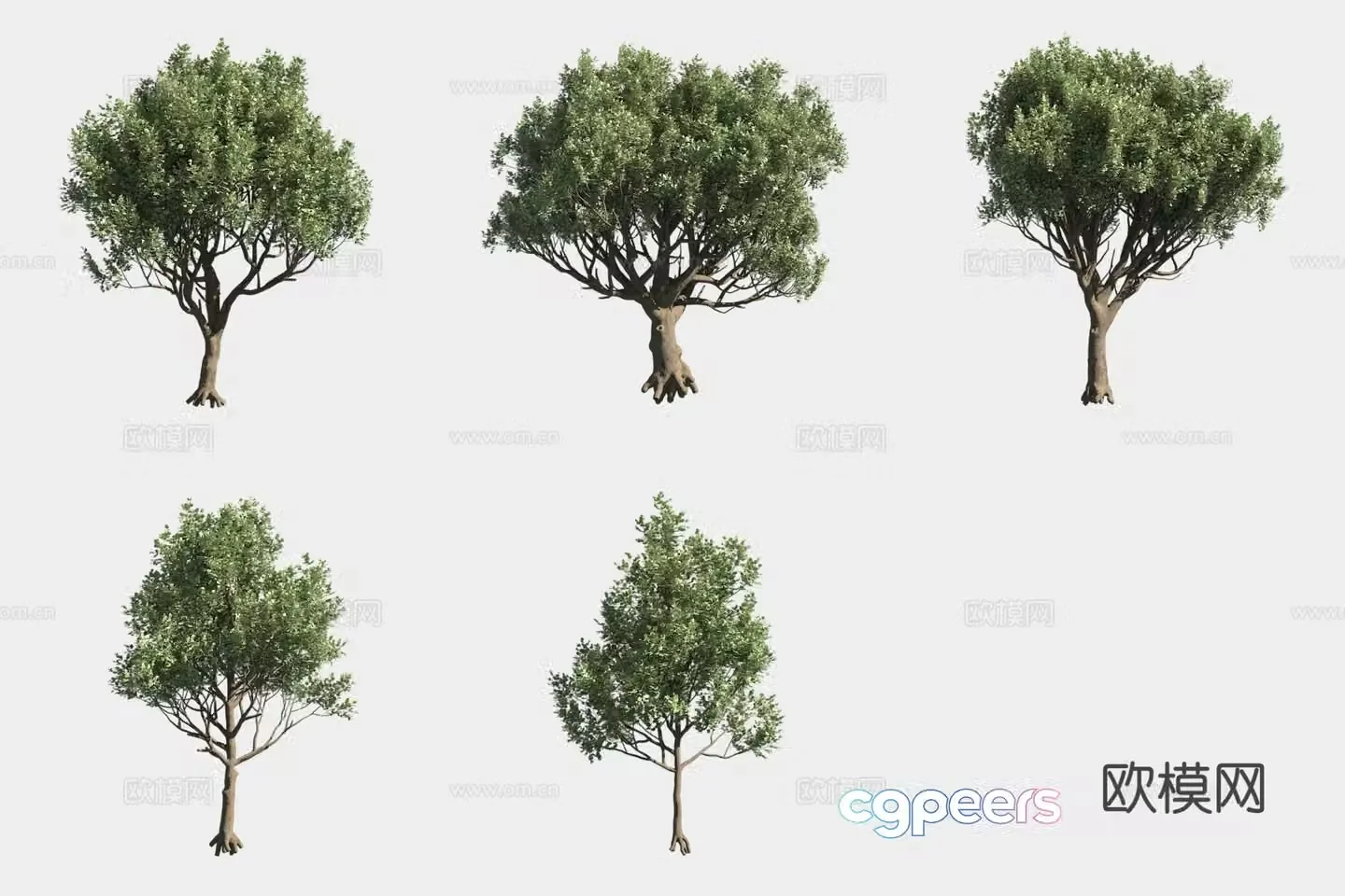 Carob Tree Landscape Tree Italian Plant Street Tree 3D Model