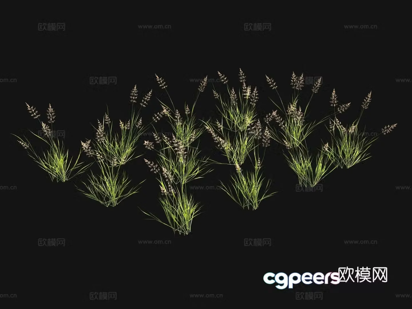 Flowers and plants Grass seeds 3d model