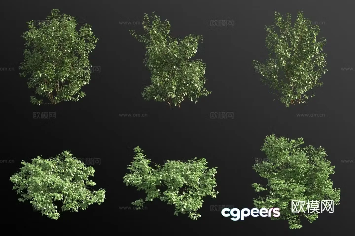 European hazel bush 3d model