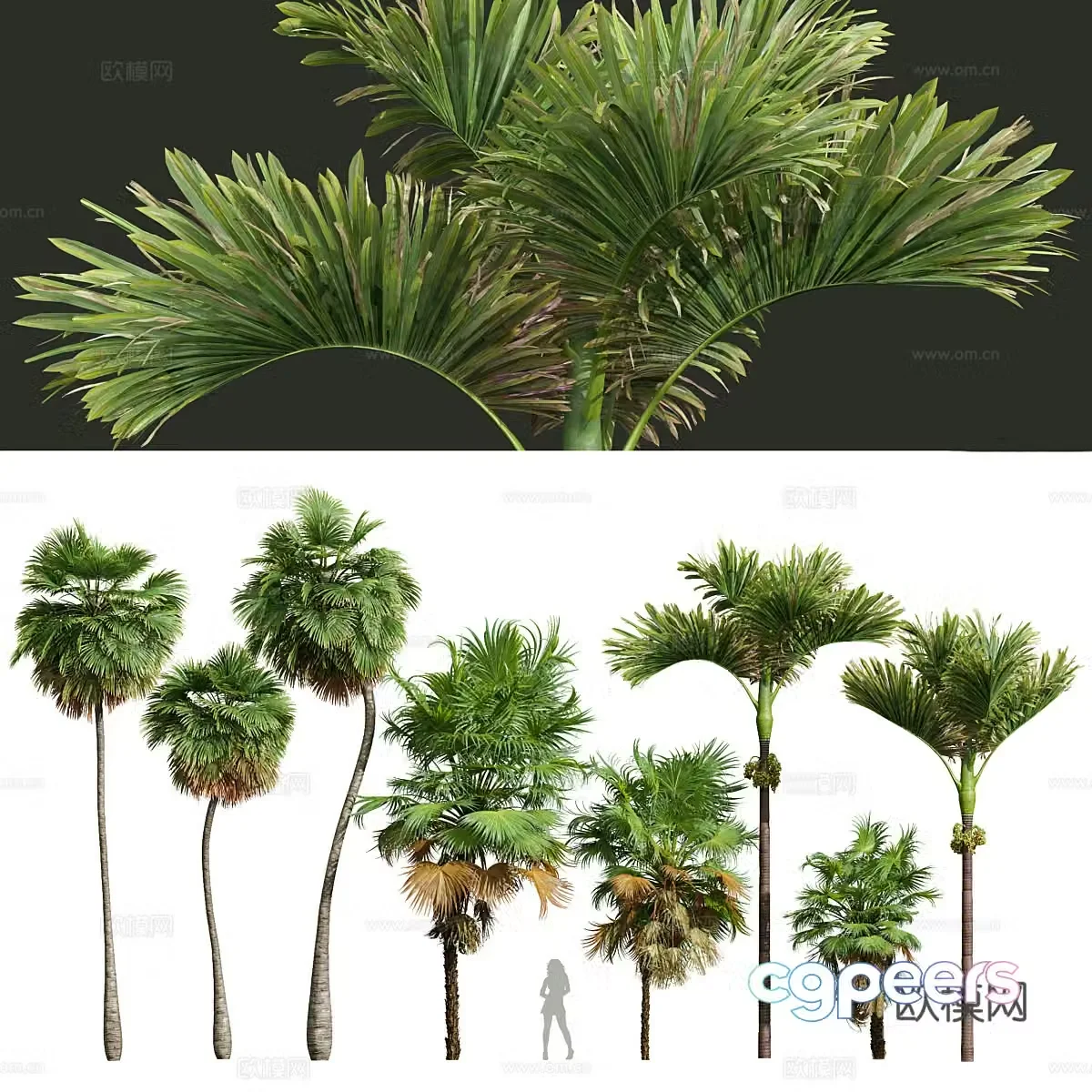 Tropical tree green tree planting 3d model
