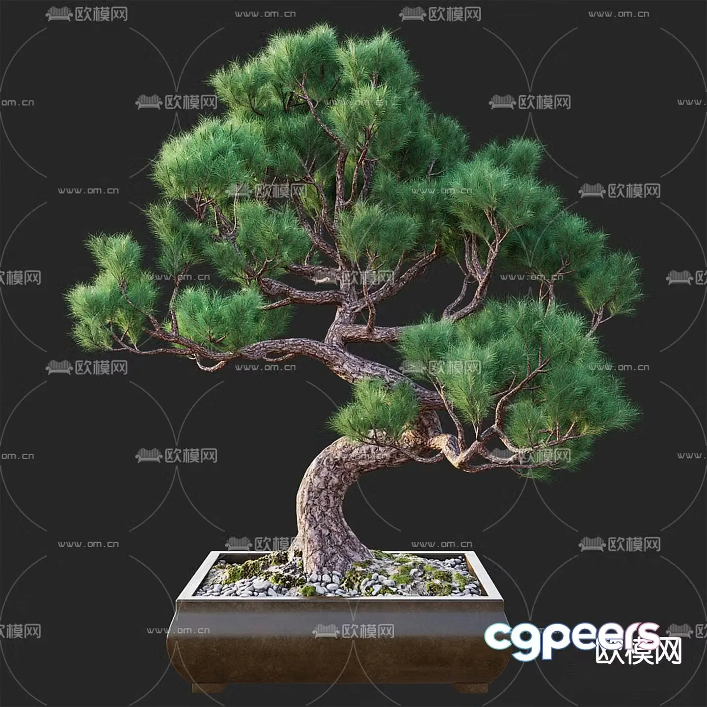 Bonsai Plant Decoration 3D Model