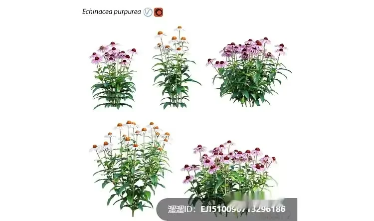 Purple Flowers 3D Model – 7466 – VRAY Render
