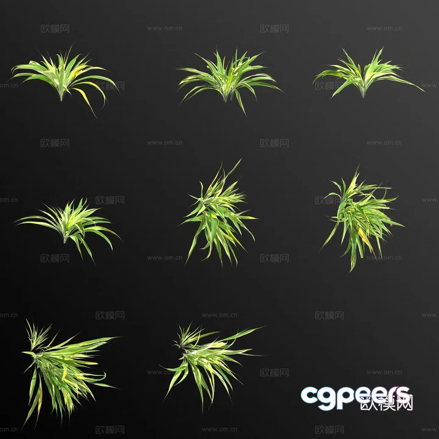 Golden heart spider orchid 3d model