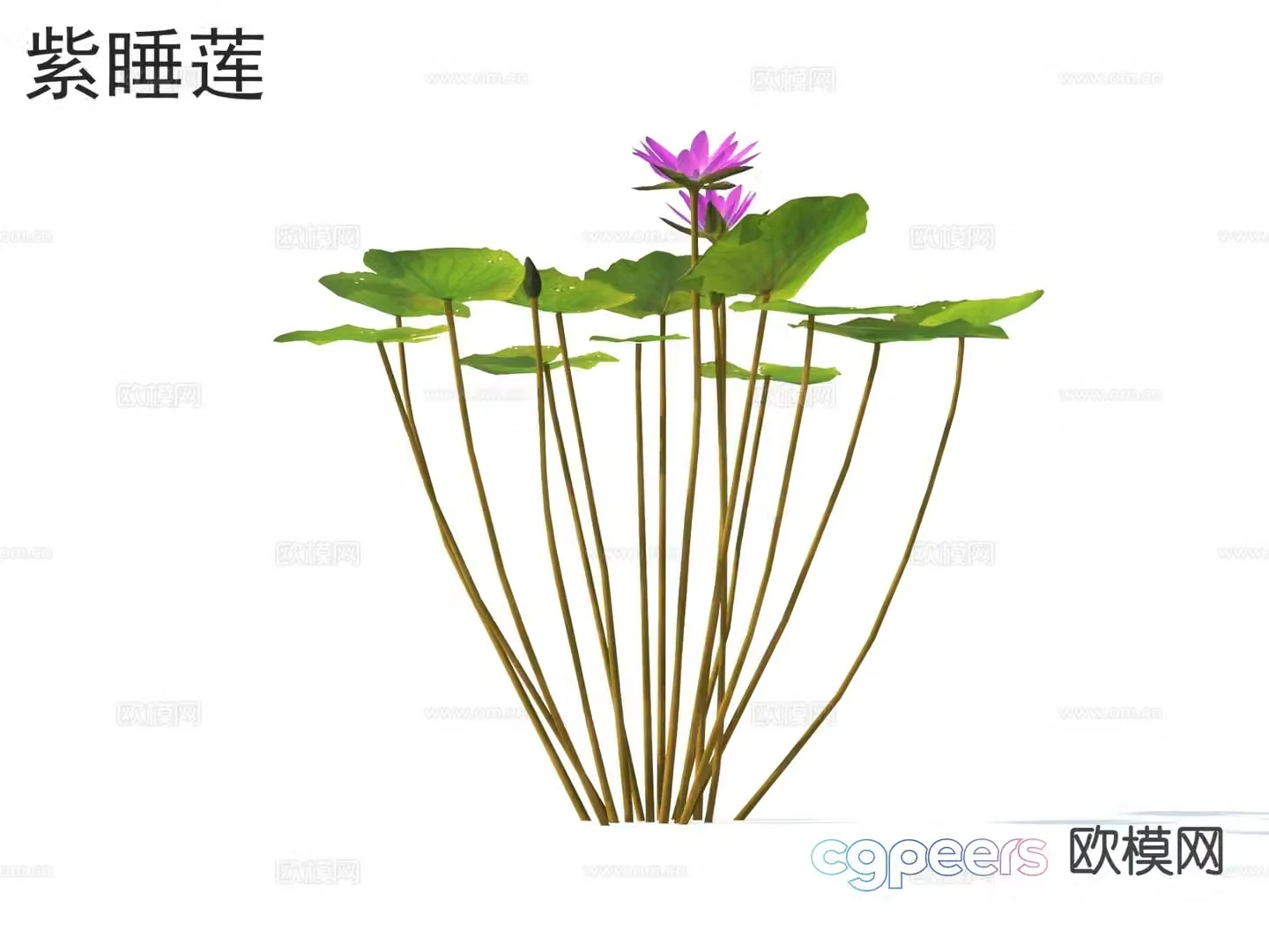 Aquatic flowers and plants Purple water lily 3D model
