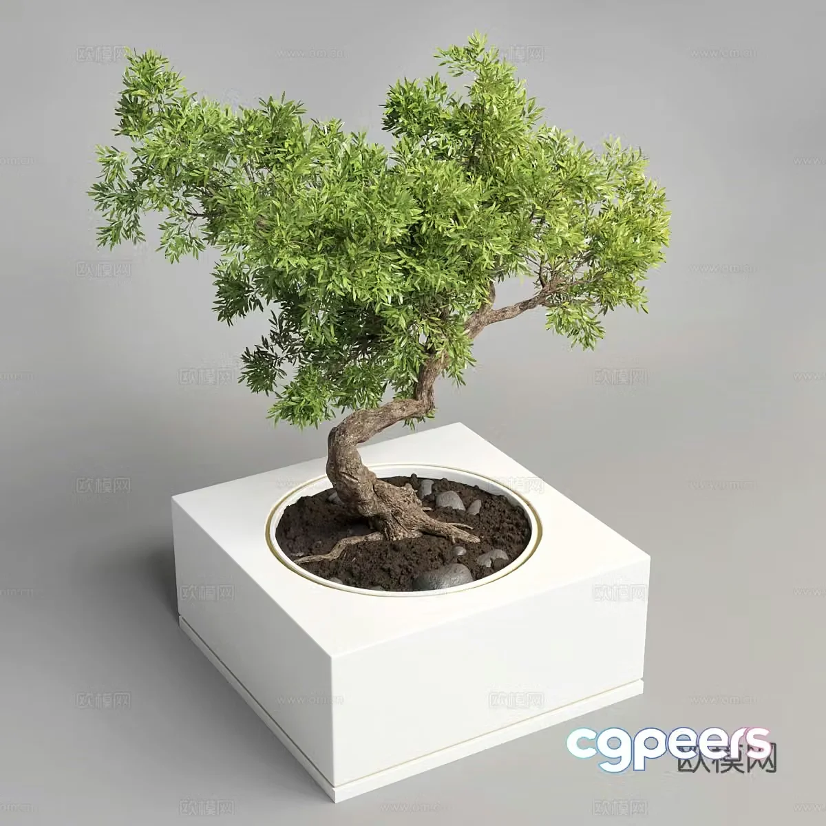 Potted bonsai 3d model