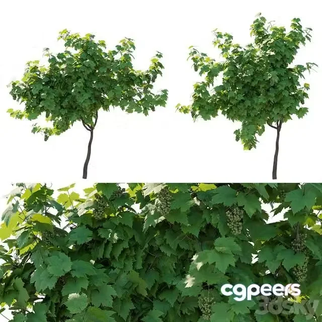 3ds Max Free – Vines Grapes fruits 02