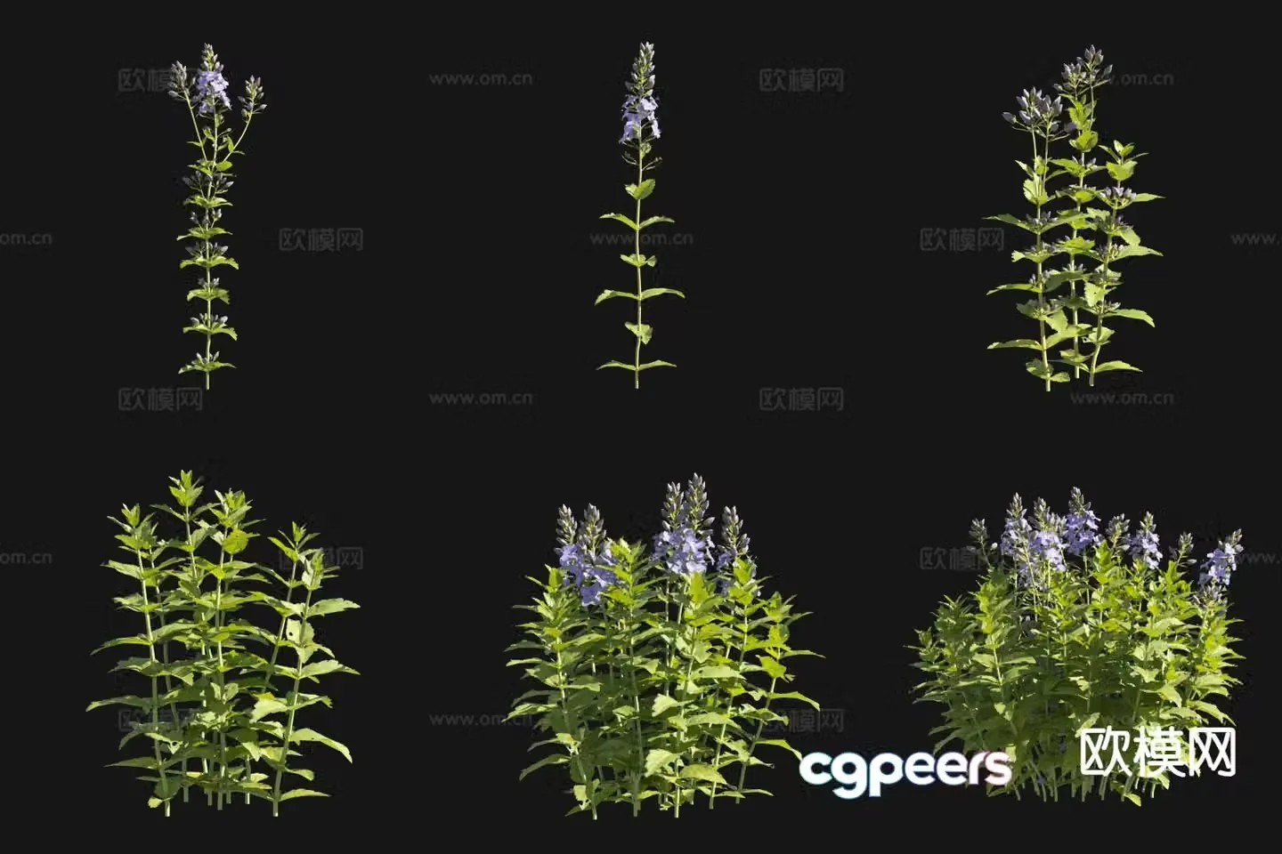 Flowers and plants Curly mother-in-law 3D model