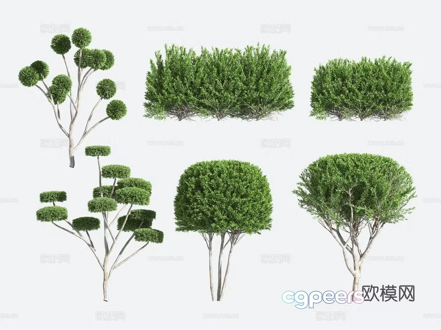 Ornamental Plant Modeling Tree Gardening Shrub 3D Model