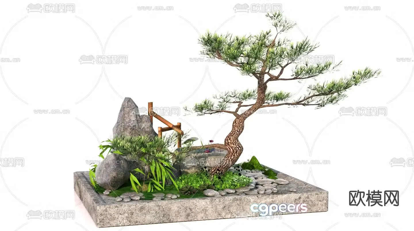 Podocarpus landscaping landscape sketch 3D model