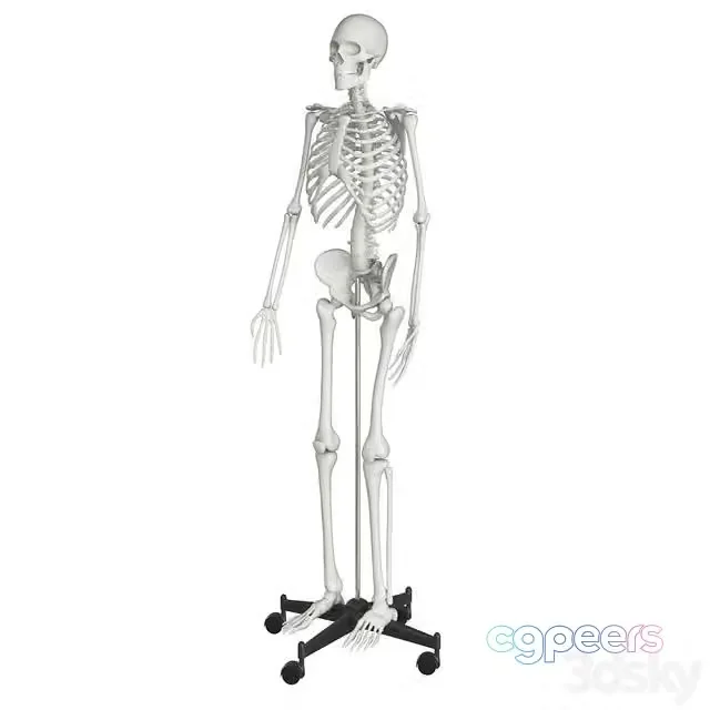 3ds Max Free – Human skeleton
