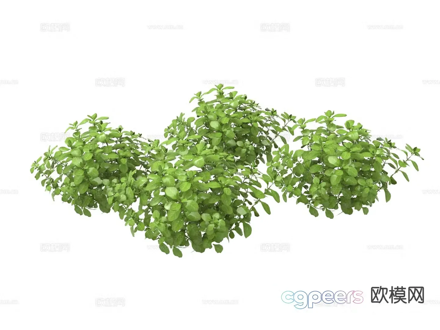 Green plants Flowers and plants 3d model